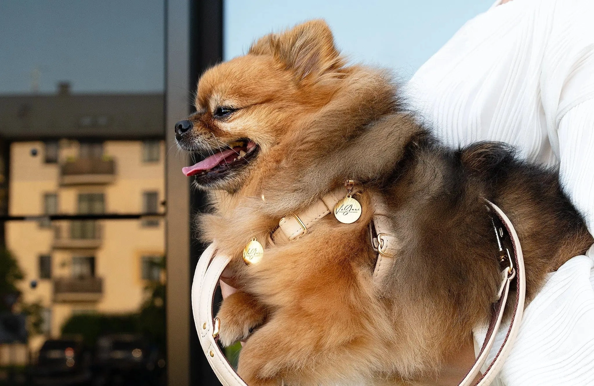 2 In 1 Piñatex® Vegan Leather Dog Collar & Leash Set | Beige