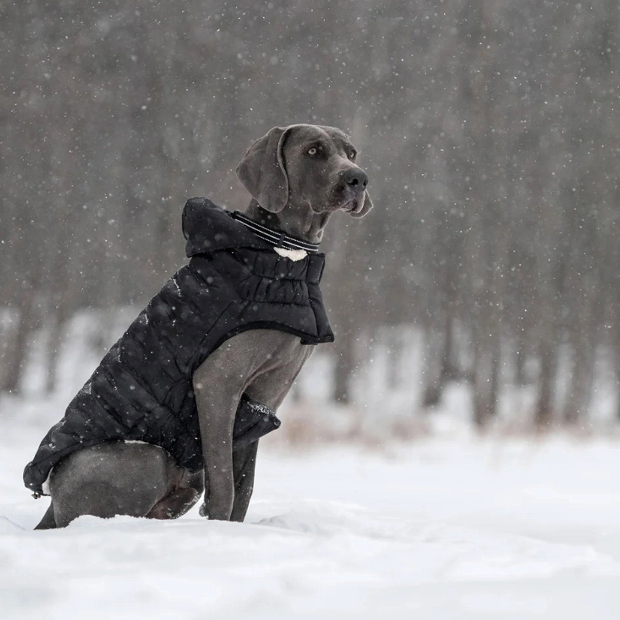GF Pet ElastoFit Cloud Parka - Black
